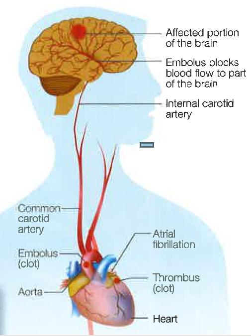 Anatomy Infographic