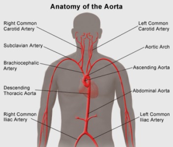 Anatomy of the Aorta